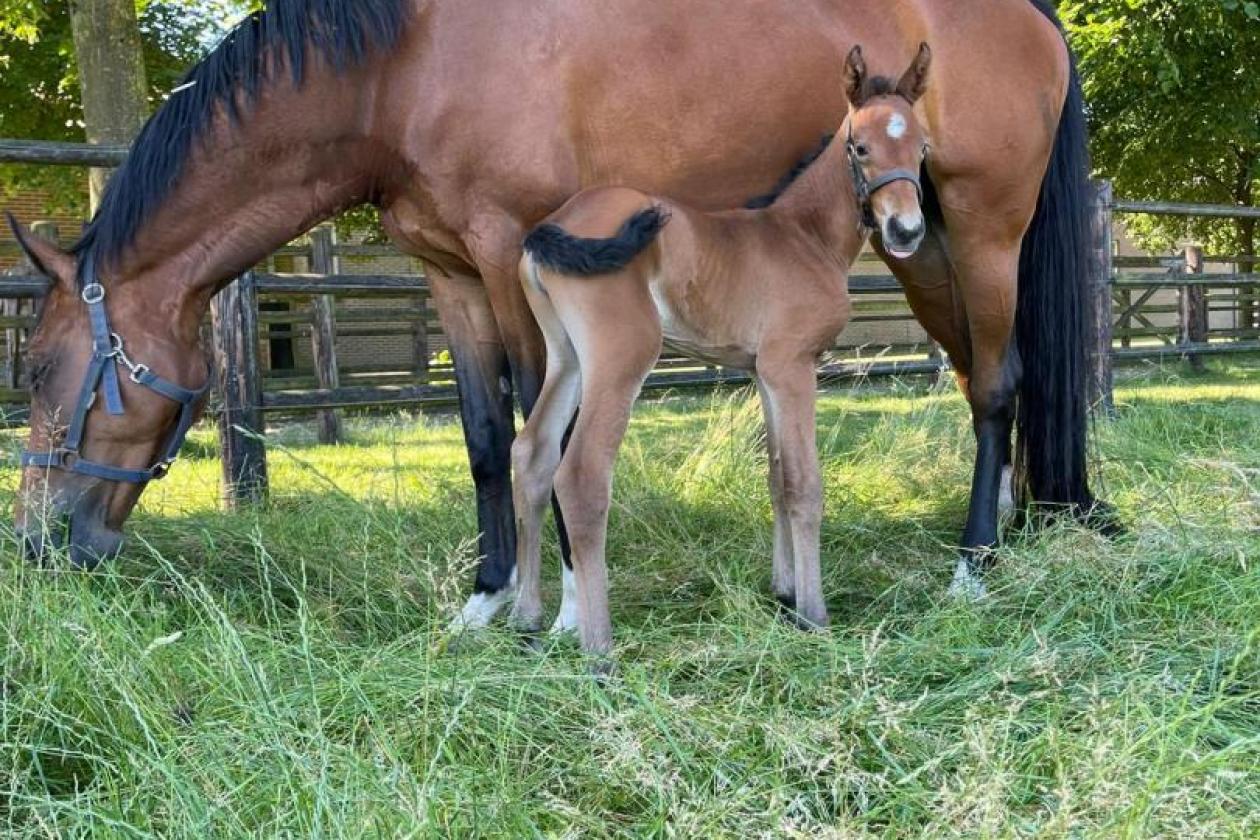 Geboren op 30 juni Special V, dochtertje van merrie Idylle en hengst Verdi TN.